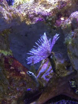 Aquarium de la Guadeloupe foto: Katarzyna Kowalska
