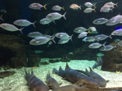 Oceanarium "Aquarium de la Guadeloupe" foto: Katarzyna Kowalska