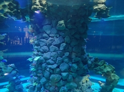 Cylindryczne akwarium widziane z różnych poziomów foto: Kasia Koj