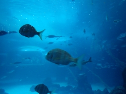 Największe akwarium na świecie w Aquarium "Poema del Mar" foto: Kasia Koj