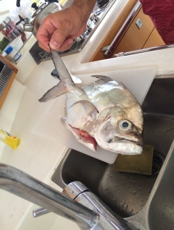Od rybaków można zakupić świeżą, smaczną rybkę | Charter.pl foto: Kasia Koj