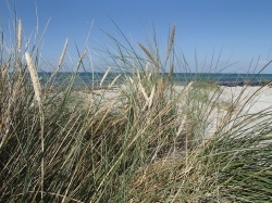 Zieleń przyrody, fiolet wrzosu i biel piasku, to są kolory wyspy Anholt - Charter.pl foto: Katarzyna Kowalska