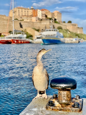 Korsyka, Port of Calvi | Charter.pl foto: Justyna & Bartek