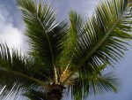 palma w dzień foto: Kasia