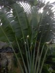 palmy pawie foto: Kasia