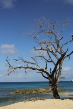 plaża na Barbados foto: Krzysztof Chmura