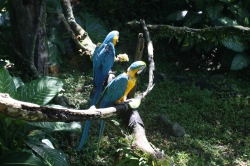 Później udaliśmy się do "ZOO de Guadeloupe" - choć bardziej jest to park botaniczni, niż zoo foto: Piotr