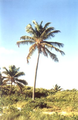 Samotna palma foto: Peter